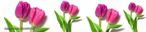 fresh pink tulips
