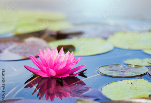 Blooming lotus flower