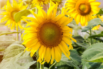 Wall Mural - close up sunflower  blooming in the field