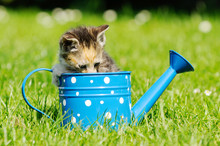 Gray Kitten Sitting In The Can On Meadow