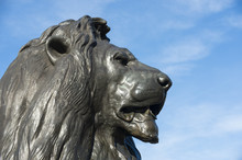 Handsome Profile Portrait Of One Of The Beloved Bronze Lions In Trafalgar Square, London, England, Installed In 1868