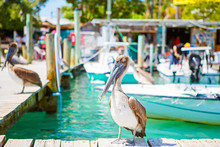 Big Brown Pelicans In Islamorada, Florida Keys