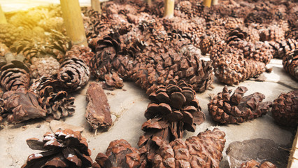 pine cone on ground