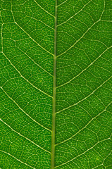 Wall Mural - close up of green leaf texture