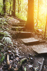 trekking trail in tropical rain jungle forest