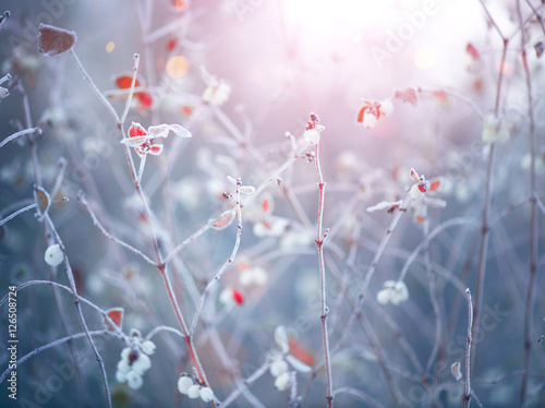 Fotografie, Obraz Winter nature background. Frozen branch with leaves closeup