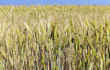 mature cereal, close-up