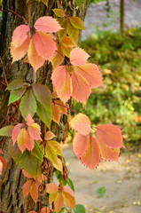 Branch of red autumn wild grape leaves