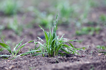 young grass plants, close-up