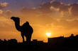 Camel Silhouette - Morocco