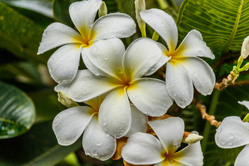 Frangipani, Plumeria on white background