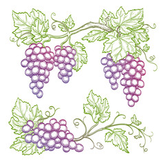 Canvas Print - hand drawn grape branches