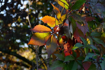 Wilder Wein in herbstlicher Färbung vom Sonnelicht durchschienen, Querformat