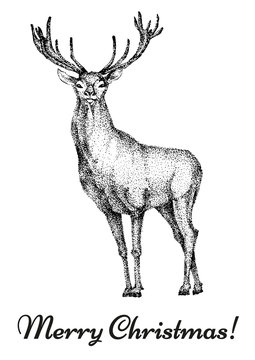 card with a deer and the words Merry Christmas. Christmas deer.