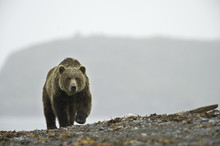 Brown Bear, Alaska, USA