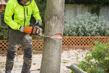 Wall Mural - A arborist, tree surgeon with a chain saw cuts into a tree in preparation for felling. The lumberjack is wearing a hi-viz jacket.