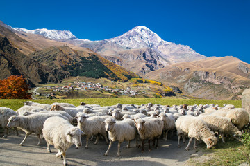 Sheep on the highland pasture at Stepantsminda village, Georgia