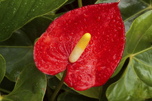 Red Anthurium Flower And Leaves Covered In Raindrops