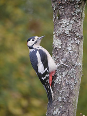 Poster - Great-spotted woodpecker,  Dendrocopos major