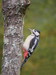 Canvas Print - Great-spotted woodpecker,  Dendrocopos major