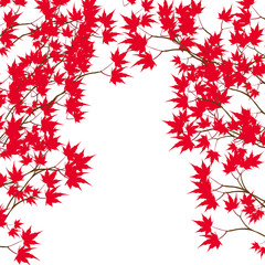greeting card. red maple leaves on the branches on either side. japanese red maple on a white backgr