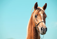 Portrait Of Chestnut Arabian Colt At Sky Background