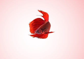 Wall Mural - Siamese fighting fish