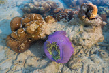 anemone and coral rock under water