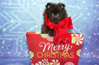 Pomeranian puppy for Christmas