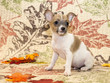Autumn Chihuahua Puppy
