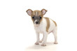 Cute Chihuahua puppy on white background