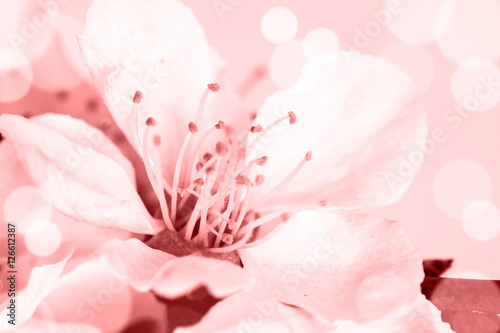Fotografija Floral motif wallpaper, Beautiful spring flowers blossom.
