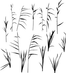 Wall Mural - set of fifteen reed silhouettes isolated on white