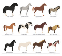 Horse Breeding Icon Set. Farm Animal. Flat Design
