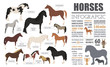 Horse breeding  infographic template. Farm animal. Flat design