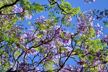 Jacaranda Tree Against Blue Sky
