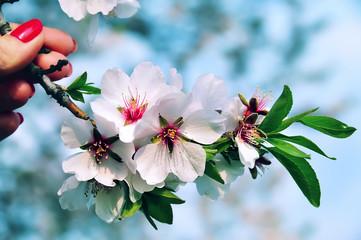 Spring flowering branch fruit tree with large black flowers in his hand. Hand with a branch on a background of a Natural background of the garden on a sunny day veseeny.
