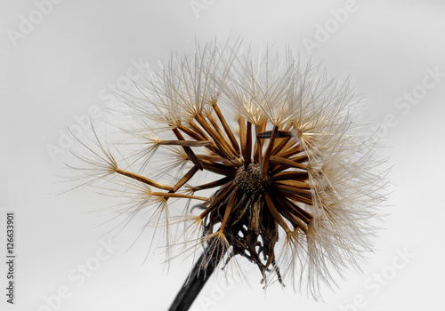 Tapeta ścienna na wymiar Pusteblume 