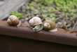 © ivanvbtv - The colony of snails
