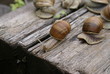 © ivanvbtv - The colony of snails