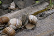 © ivanvbtv - The colony of snails