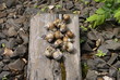 © ivanvbtv - The colony of snails