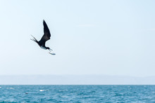 Frigate Bird While Fighting For A Fish Caught