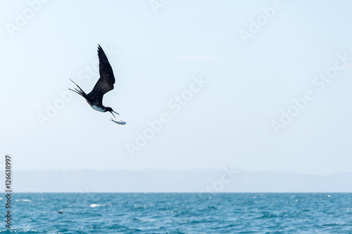 Fotomural Frigate bird while fighting for a fish caught