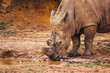 White rhinoceros (Ceratotherium simum) drinking water in a mud puddle.