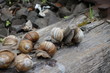 © ivanvbtv - The colony of snails