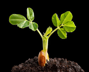 Young plant after rain