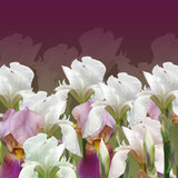 Fototapeta Tulipany - Beautiful summer background with iris flowers 