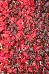 Wall Mural - virginia creeper background in red full autumn colour growing on garden wall