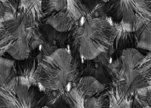 Abstract Black And White Feather Background Pattern
